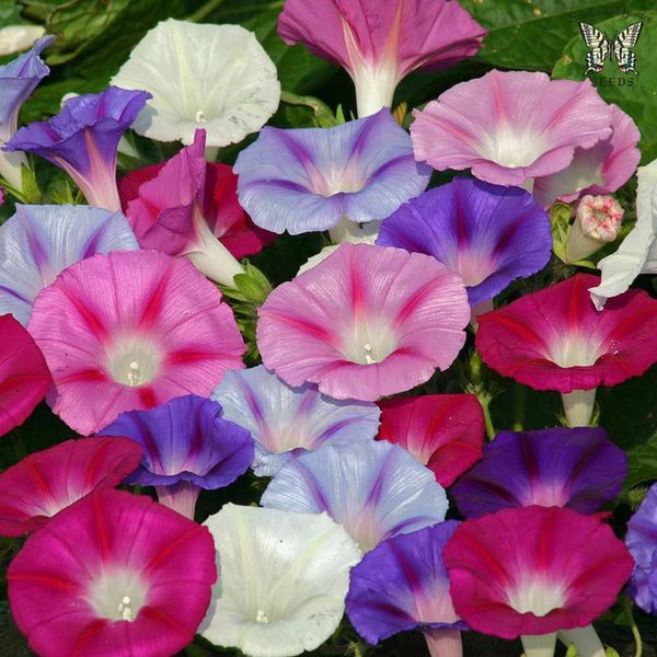 Benih Bibit Bunga Morning Glory Tall Mix Warna Warni Biji Tanaman Hias
