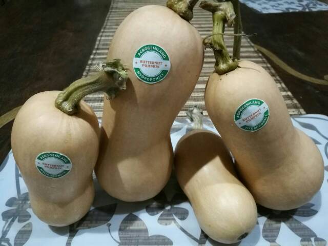 

RB Labu Butternut Squash Organik MPASI