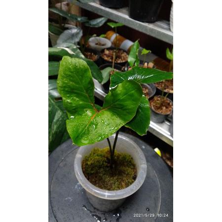 cyrtosperma hambalii