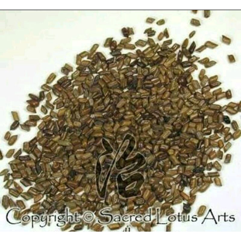 

300 G GR GRAM 草决明子 CAO JUE MING ZI FOETID CASSIA SEED SEEDS SEMEN CASSIAE