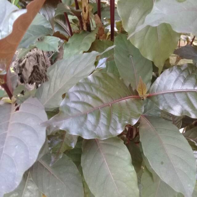 

DAUN WUNGU/UNGU