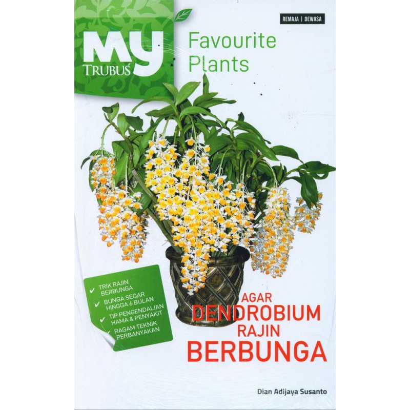 AGAR DENDROBIUM RAJIN BERBUNGA