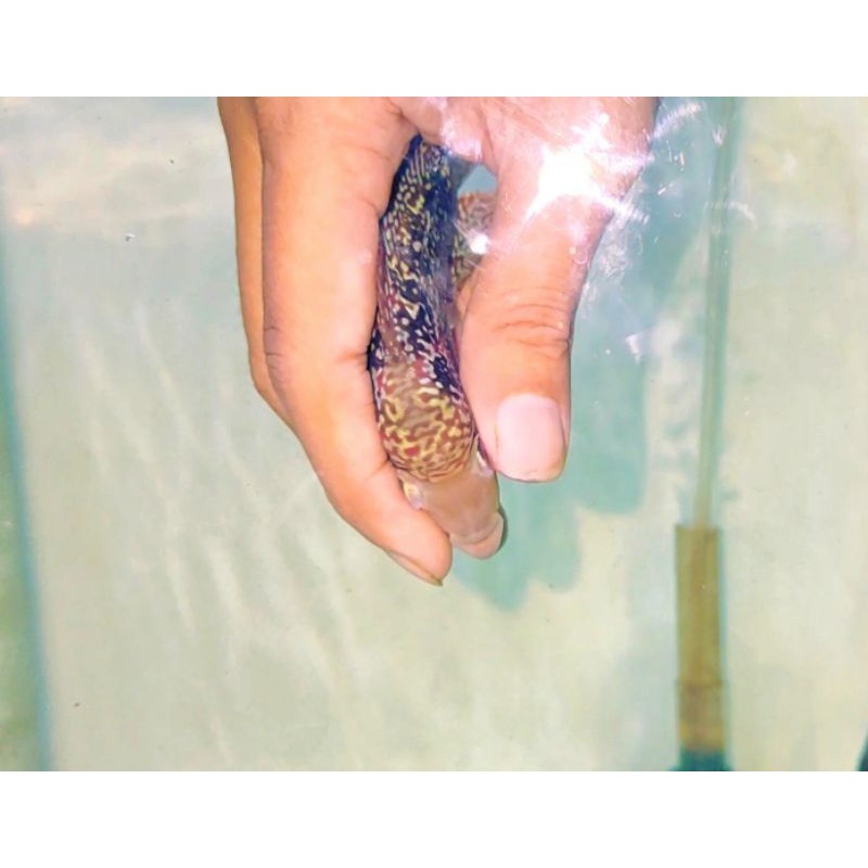 ikan louhan cencu srd