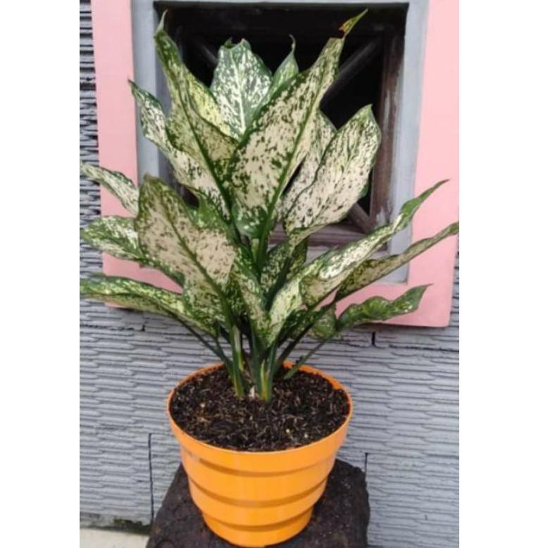 

Sangat's enak aglaonema snowhite T21T07 ,..!|!