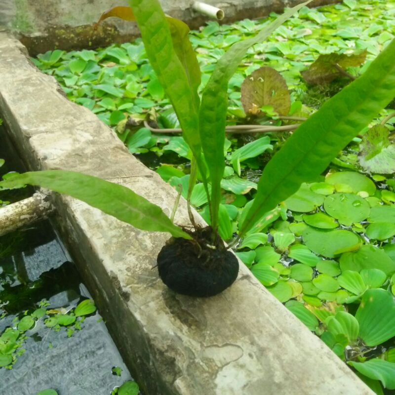 kadaka media wabikusa