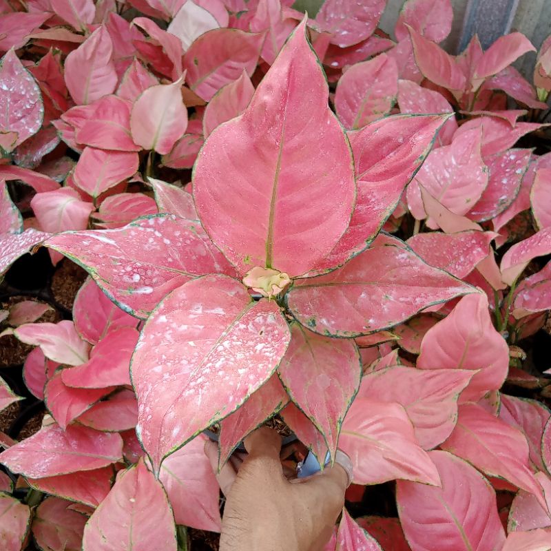 Aglonema Super Pink Catrina Dewasa Daun 8-9-10-11++