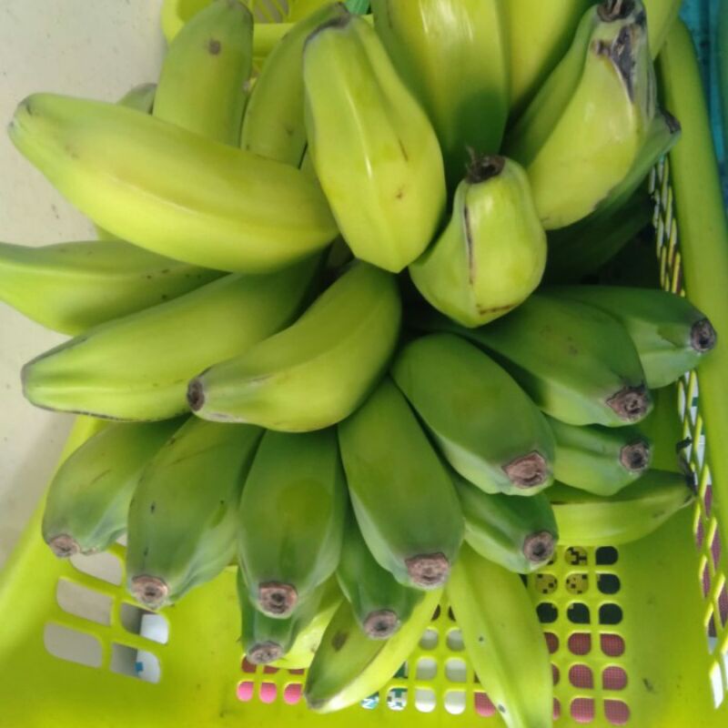 

Pisang batu/ kulutuk muda per 1 sisir