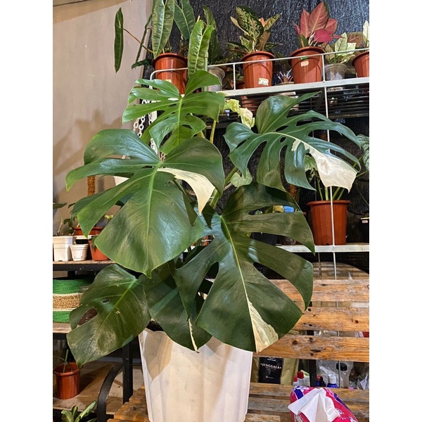monstera king deliciosa varigata