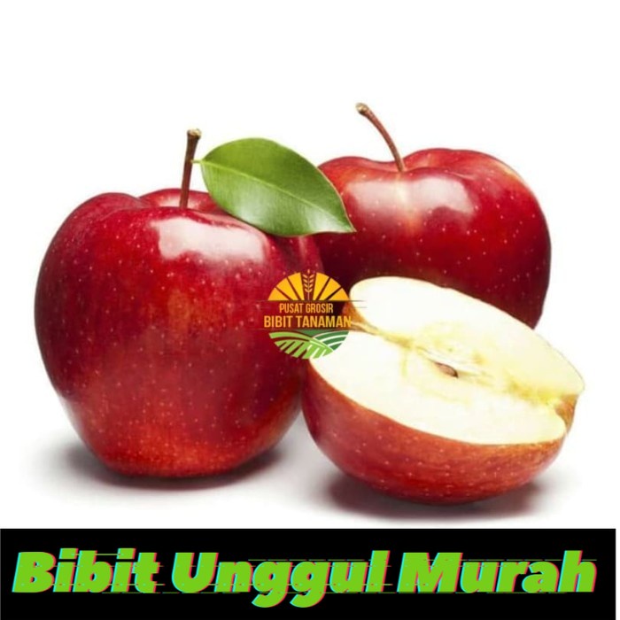 Bibit Apel Washington