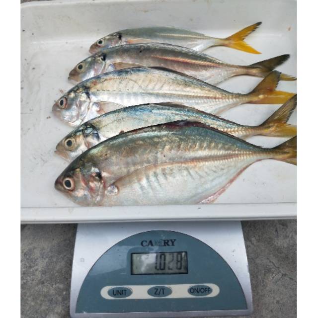 

Ikan Selar 1 KG