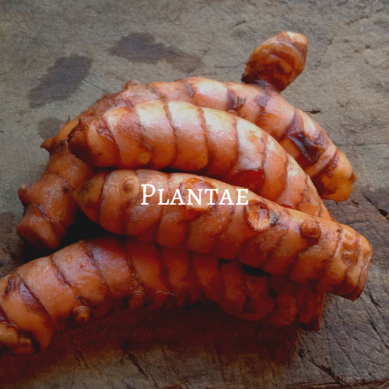 

Kunyit Fresh - 250 gr | Murah sekalee