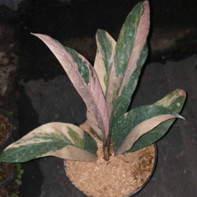 Tanaman Hias Anthurium Hokeri Pink Hukeri Varigata Pink tinggi 35-50cm