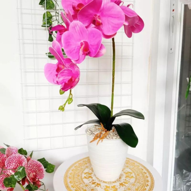 Bunga anggrek latex jumbo premium