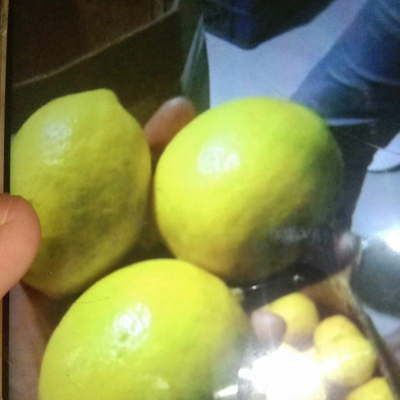 

Lemon Segarrr