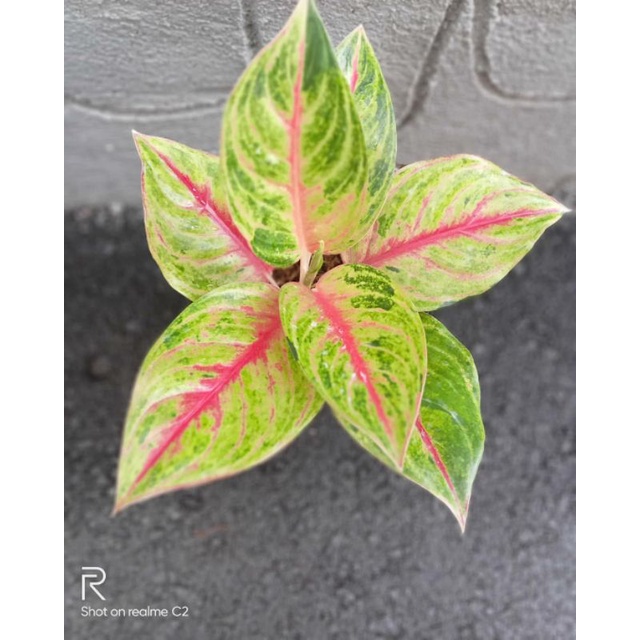aglonema red panama