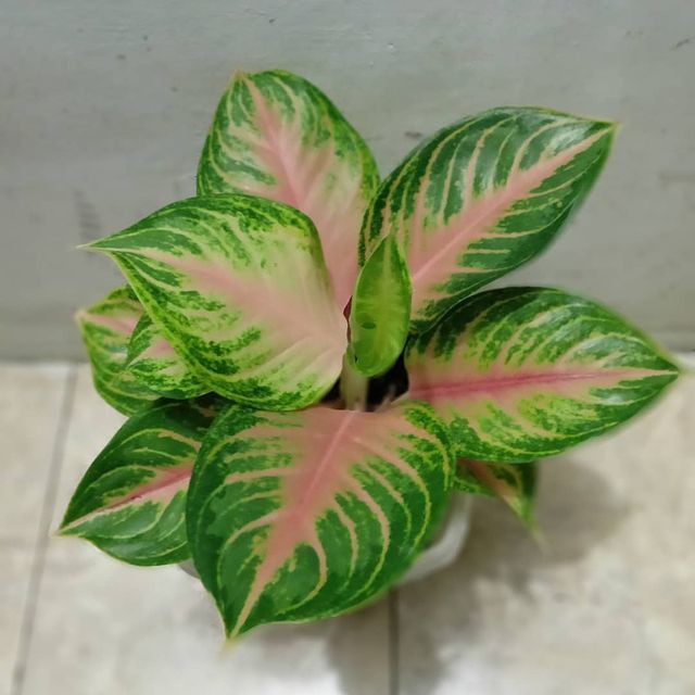 Bibit Bonggolan Aglonema Gendis - Bibit Aglonema