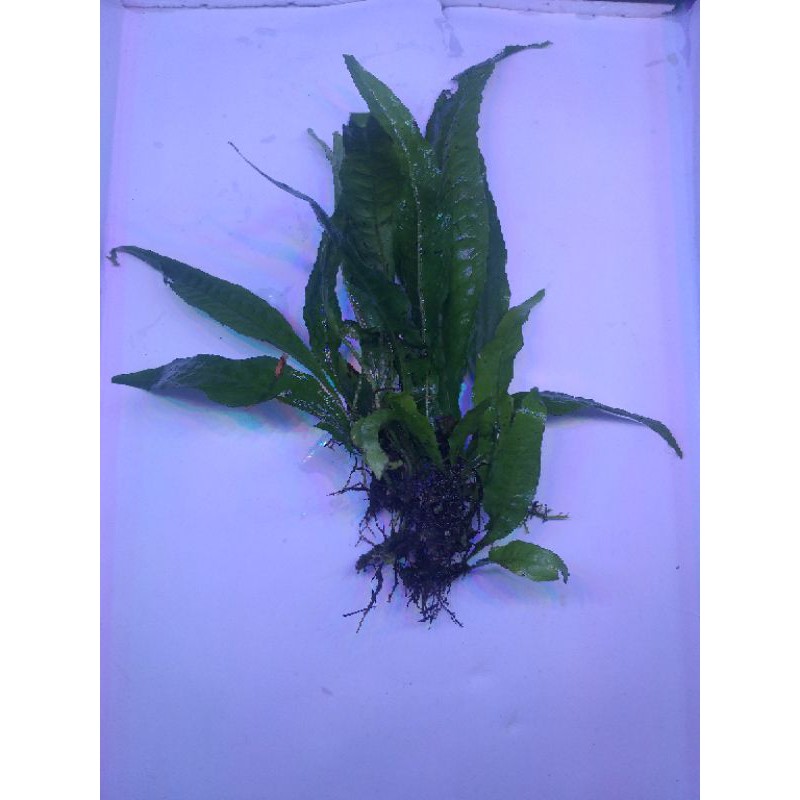 Kadaka ( java fern )