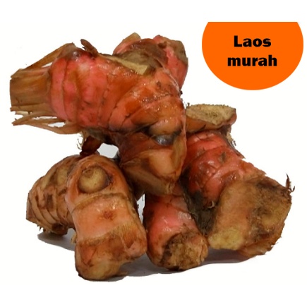 

Lengkuas / Laos - 250 gram