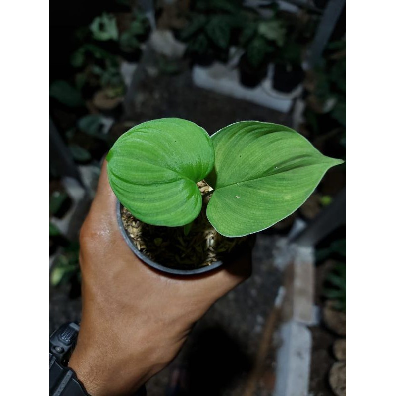 Tanaman Philodendron Fibraecataphyllum / Philo fibrae