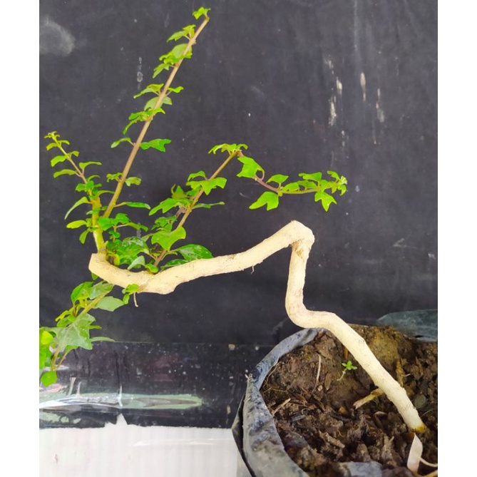 bahan bonsai Gmelina philippensis / wareng bintang mame   program meliuk