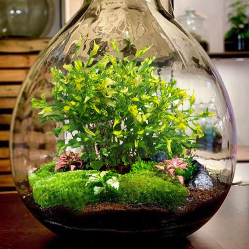 Tanaman hias Alternanthera ficoidea yellow | Jenis tanaman hias aquascape yang dapat dijadikan kompo