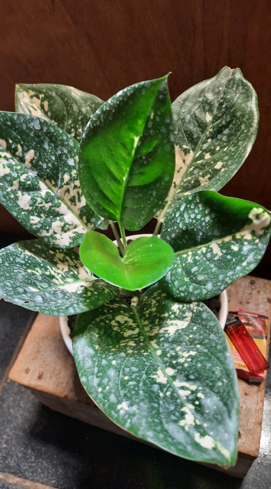 Adenium Grafting royan Empress