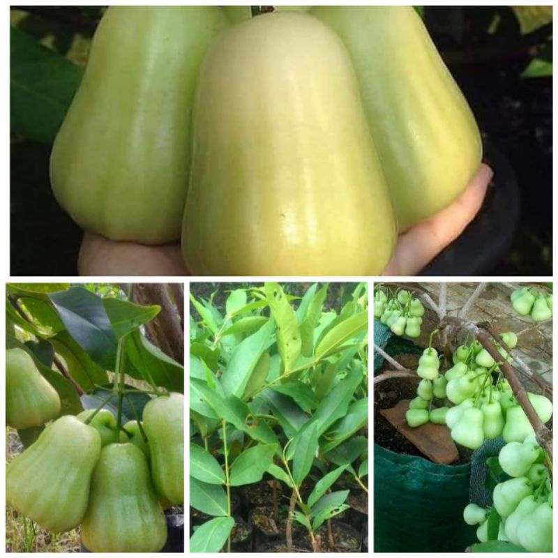 bibit jambu air madu Deli