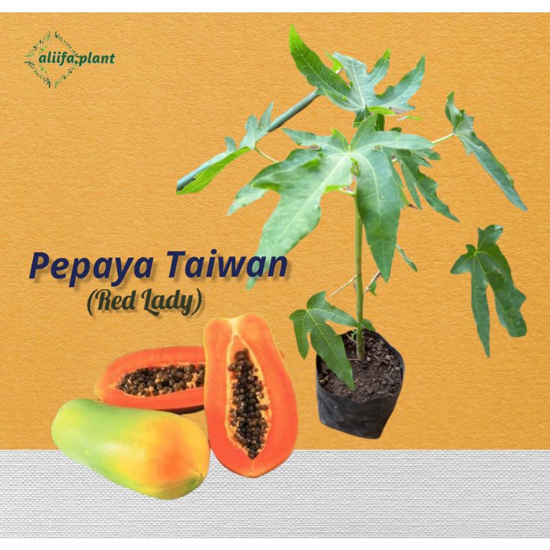 Bibit Pepaya Red Lady (Pepaya Taiwan)