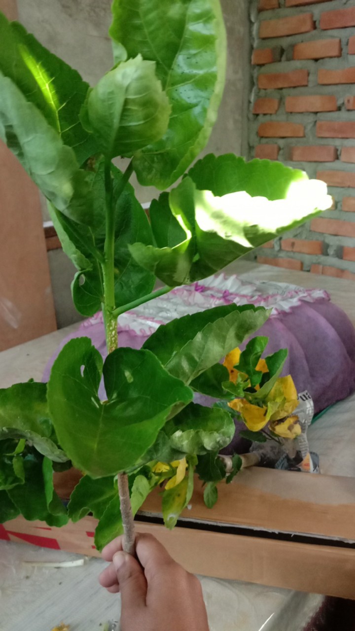 Paket Bunga Sepatu 5pcs