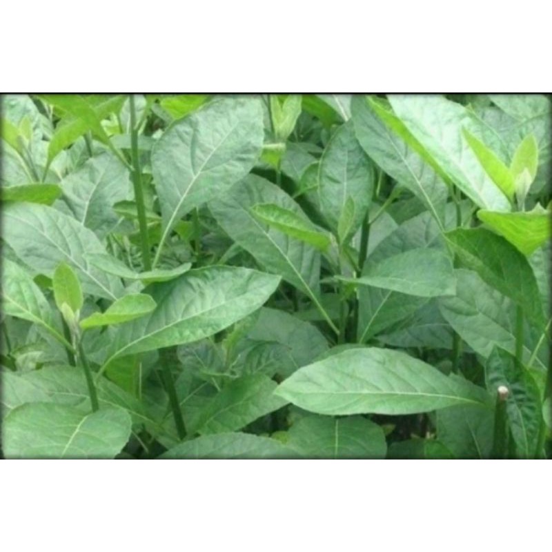 

daun fres insyulin daun afrika