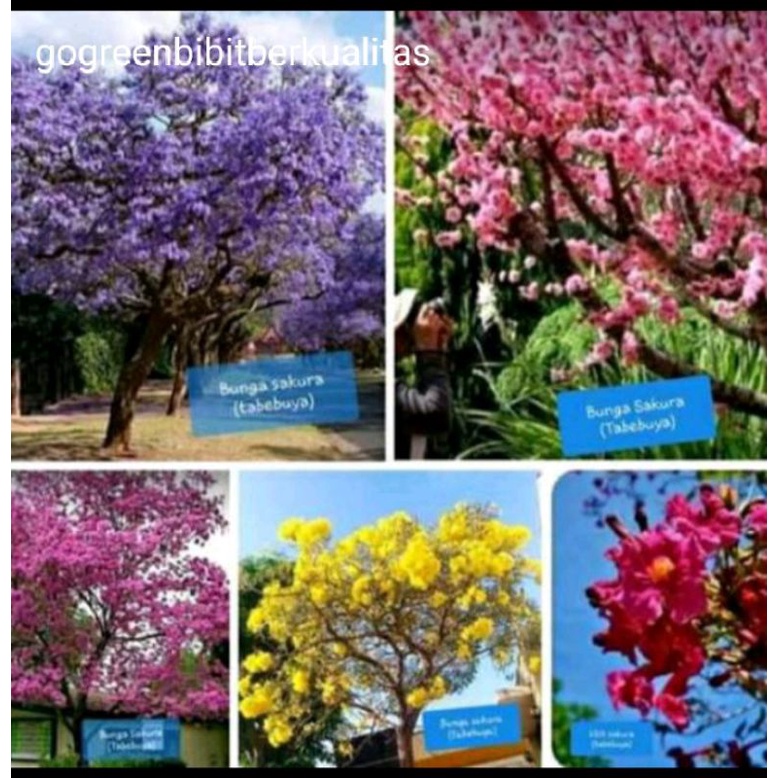 3 Bibit Bunga Tabebuya Sakura Pink
