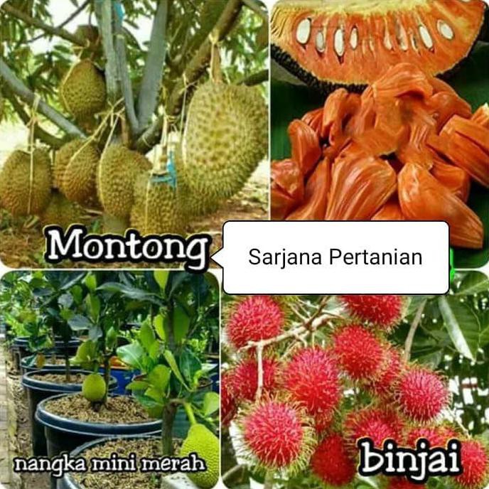 Paket 3 Bibit Buah Durian Montong-Nangka Mini Merah-Rambutan Binjai Re5Tock*