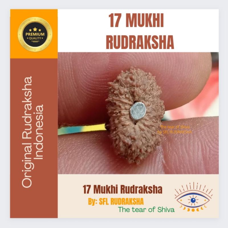 Pendant 17 Mukhi Rudraksha size 13mm-15mm ( 1,3-15cm )