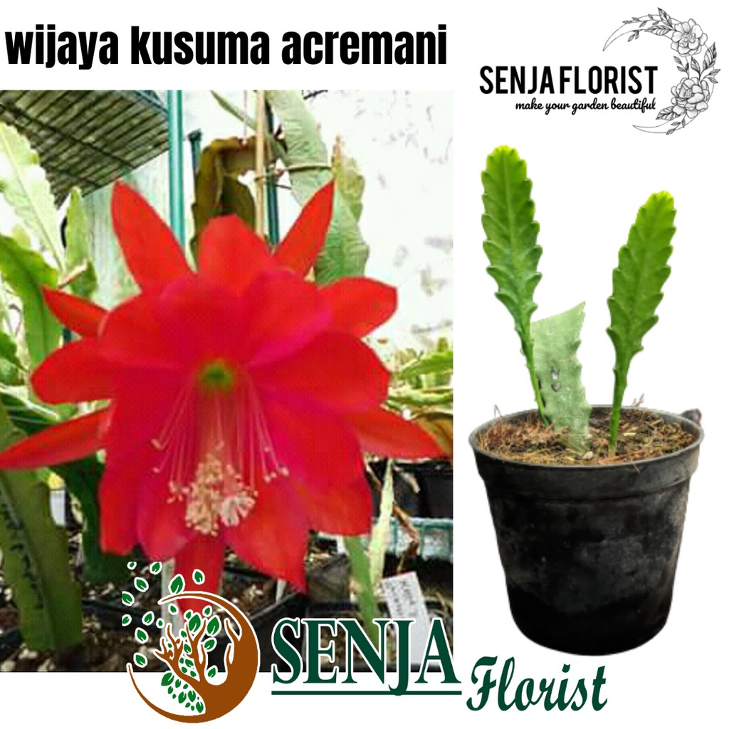 wijaya kusuma merah ackermannii Epiphyllum bunga besar