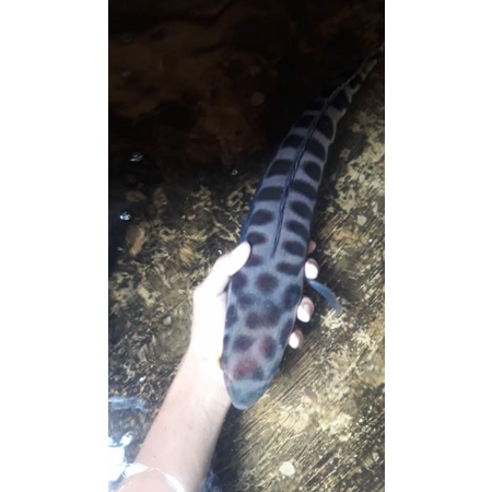 Hiasan Toman besar sudah mutasi/micropeltes 12-15cm