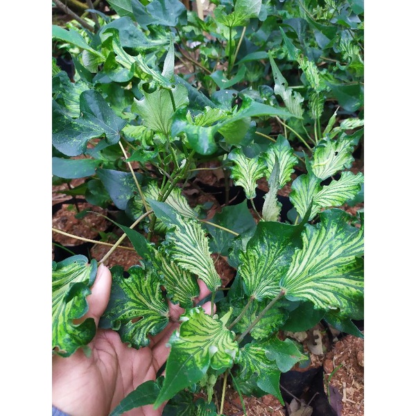 Bibit bonsai waru wayang