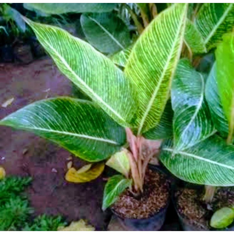 Bibit Pisang Hias Bugis Varigata