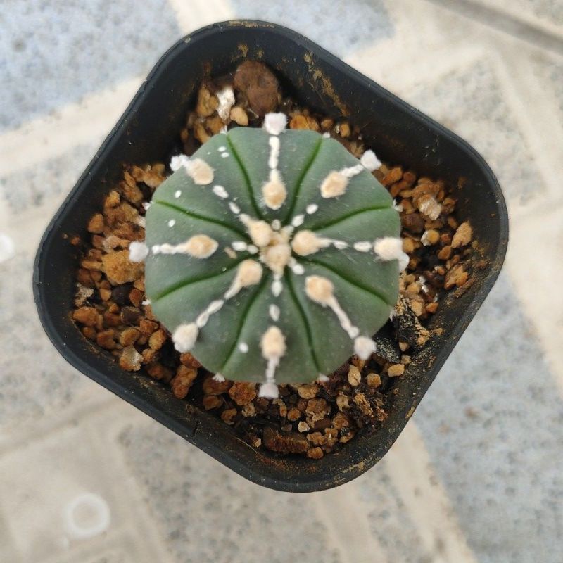 kaktus astrophytum superkabuto