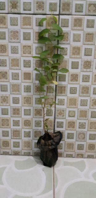 Bibit Bidara Arab/sidr 25-35cm