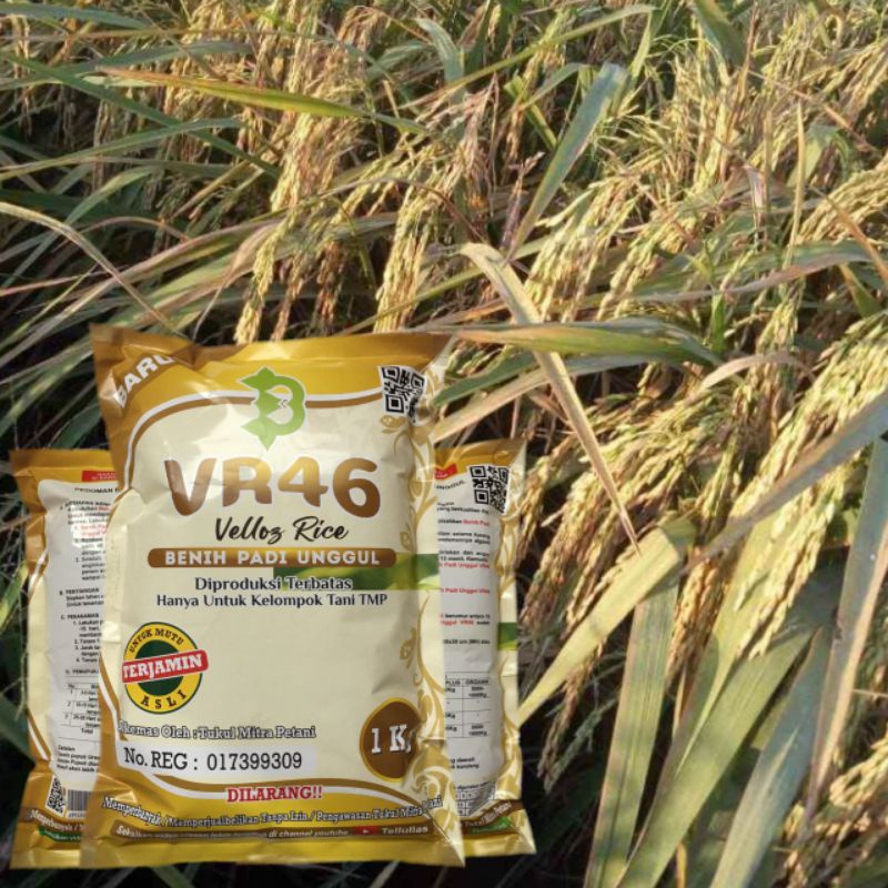 Biji Padi VR46
