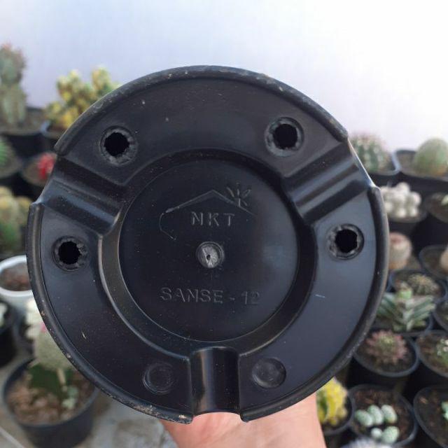 Pot Bunga Plastik Sanse 12