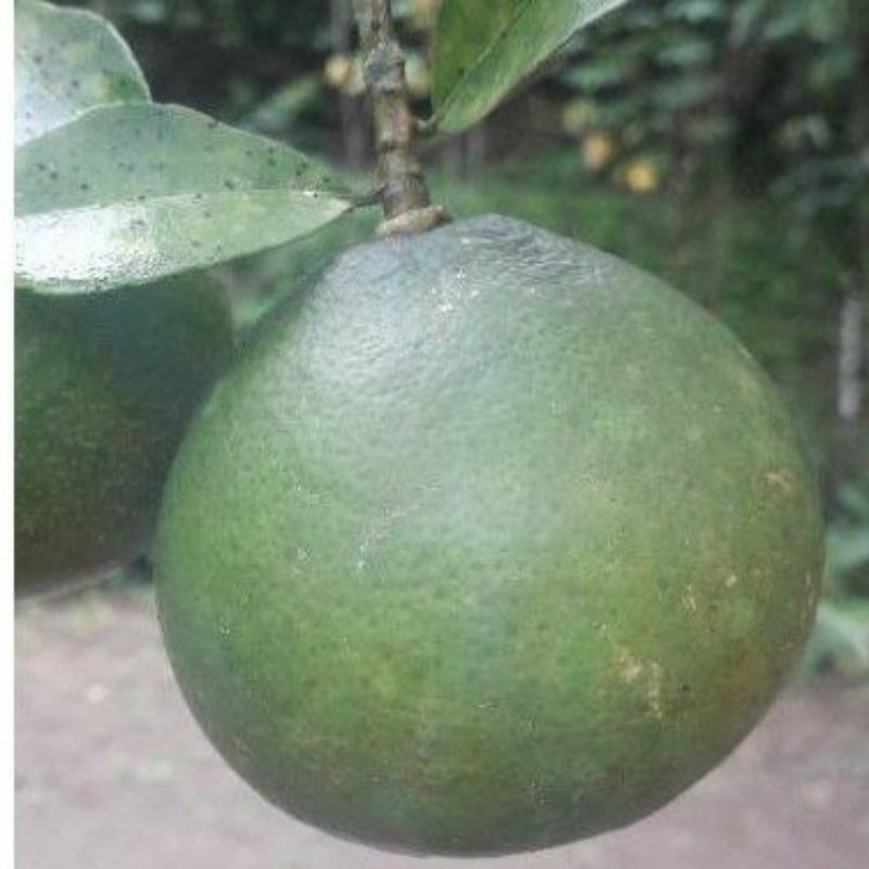 

jual jeruk garut 500grm
