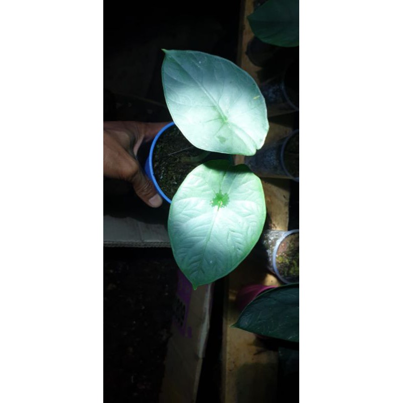 paket khusus melo badak