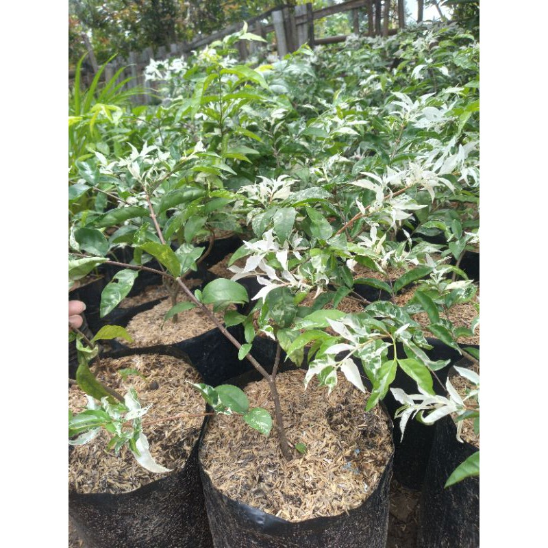 TANAMAN ANTING PUTRI SALJU/VARIGATA bahan bonsai