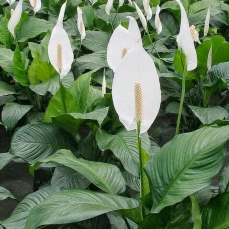 Spatufillum / Peace Lily sudah berbunga