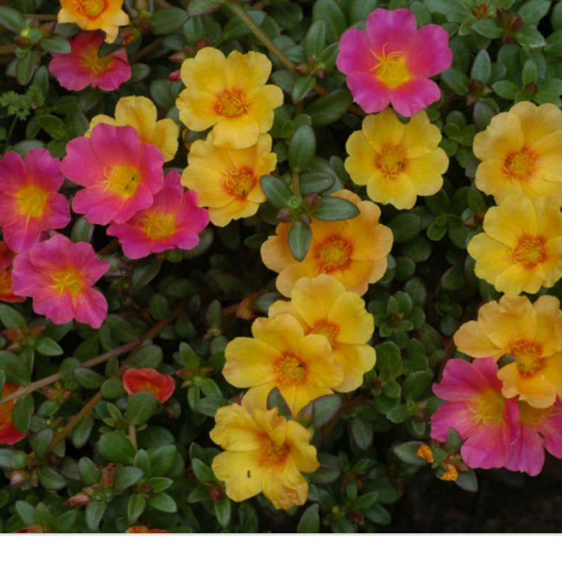 tanaman hias gantung  bunga Mossrose krokot/krokot fortulaca hijau