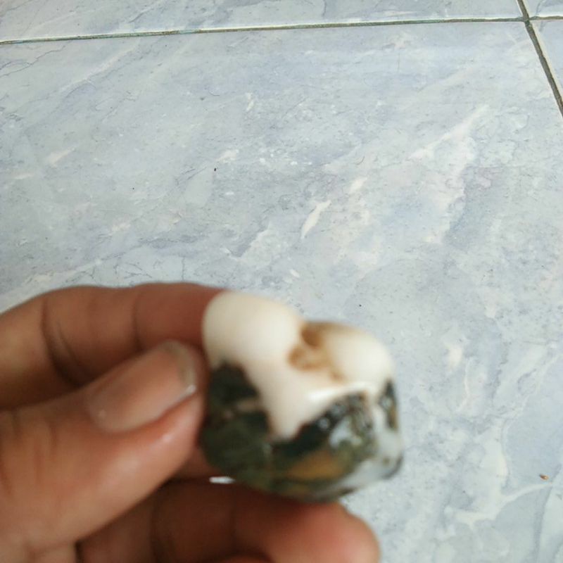 fosil gigi seri harimau