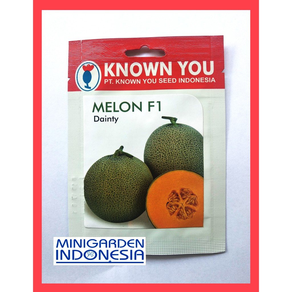 MELON DAINTY 6 BIJI PACK KECIL benih melon rock melon orange F1 KNOWN YOU SEED Bibit Tanaman Buah