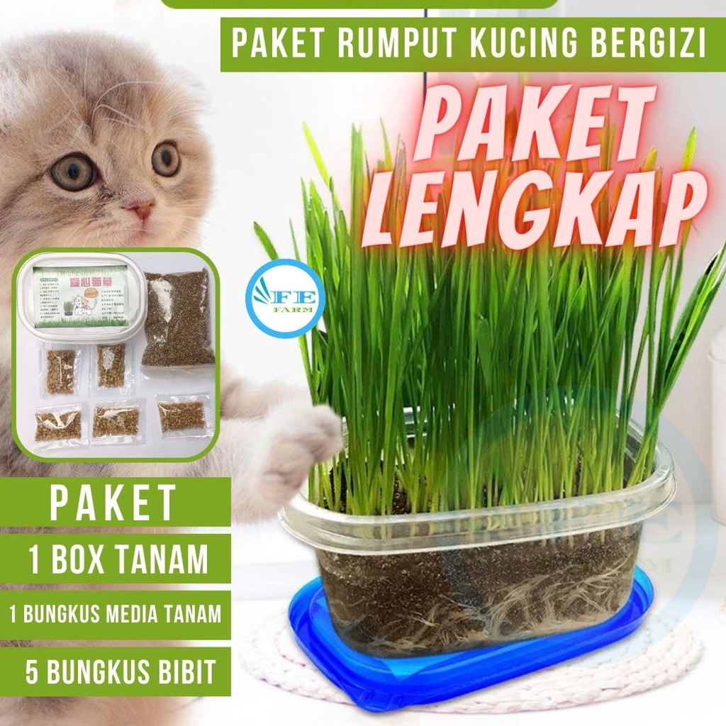 Paket Rumput Kucing Cat Grass Wheatgrass Rumput Benih Gandum Microgreen Wheat Grass  (1 Box Tanam + 1 Karung Tanah + 5 Bungkus Bibit) FEFARM