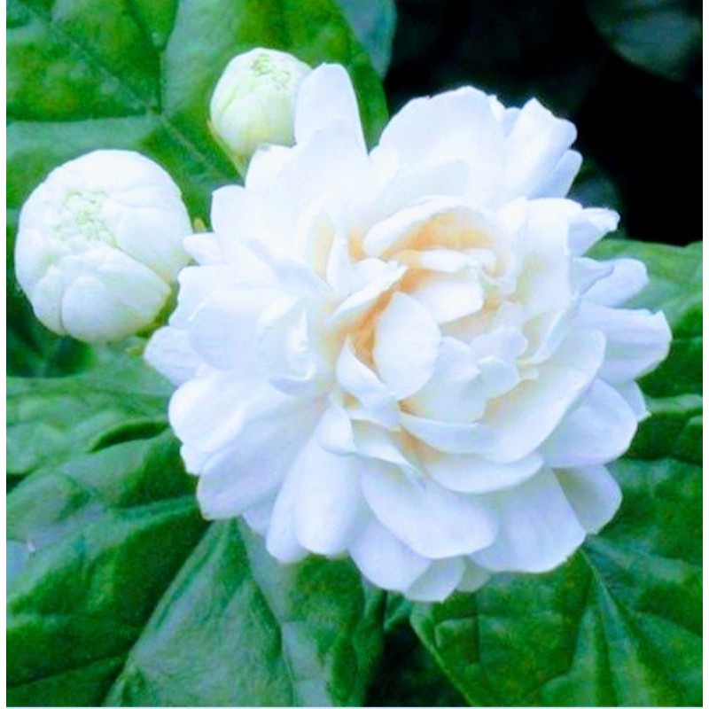 Bunga Melati Tuscany/MELATI TELUR/Melati Tumpuk